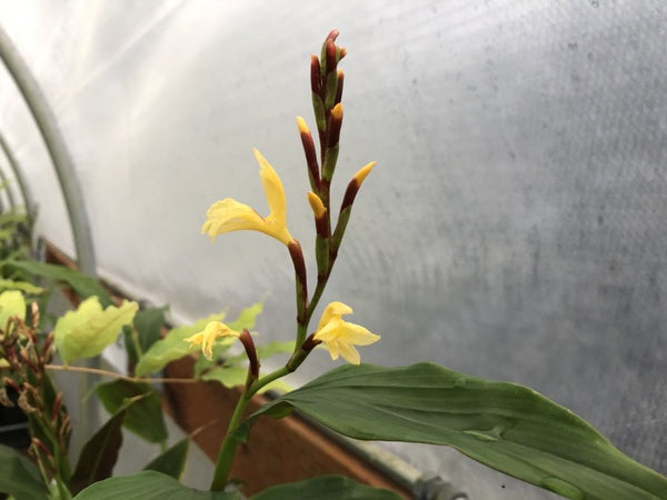 Closeup of the yellow flower stalk of Cautleya gracilis