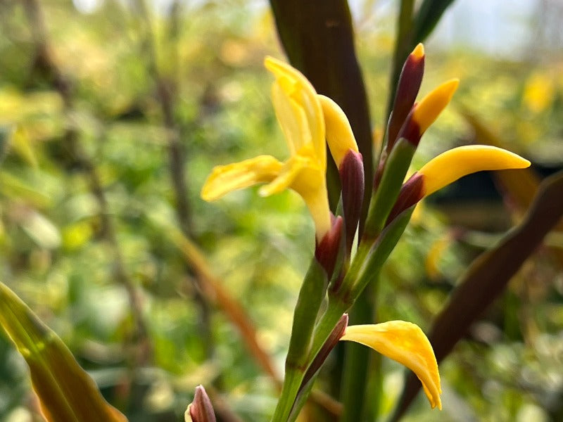 Closeup of the yellow flowers of Cautleya cathcartii 'Tenzing Gold'