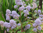 Ceanothus x delileanus 'Gloire de Versailles'