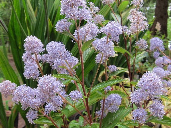 Ceanothus x delileanus 'Gloire de Versailles'