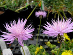 Centaurea simplicicaulis