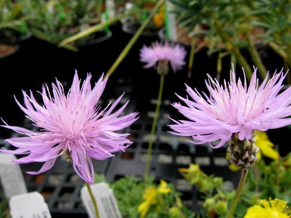 Centaurea simplicicaulis