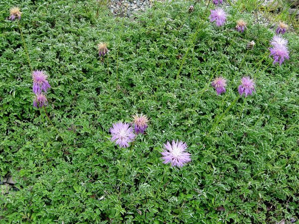 Centaurea simplicicaulis