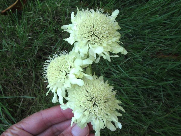 Cephalaria gigantea