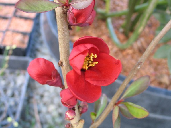 Chaenomeles japonica 'Atsuya Hamada'