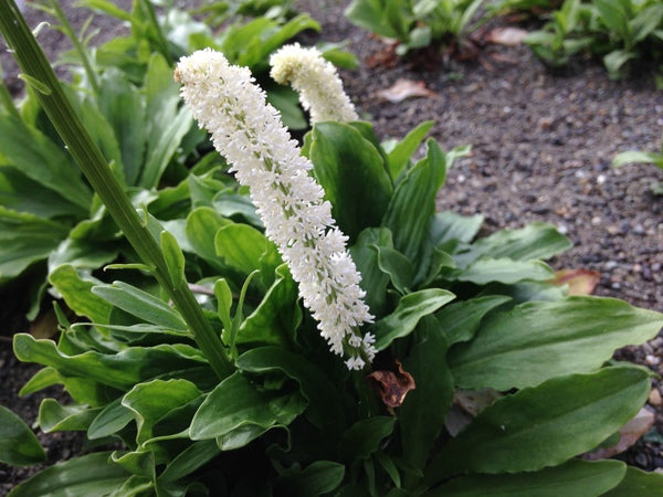 Chamaelirium luteum