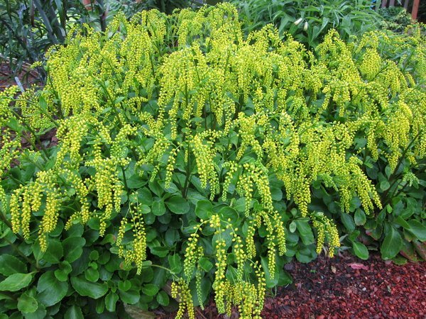 Umbilicus (syn. Chiastophyllum) oppositifolium