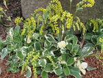 A clump of variegated leaves and yellow flower stalks of Umbilicus oppositifolium 'Jim's Pride'