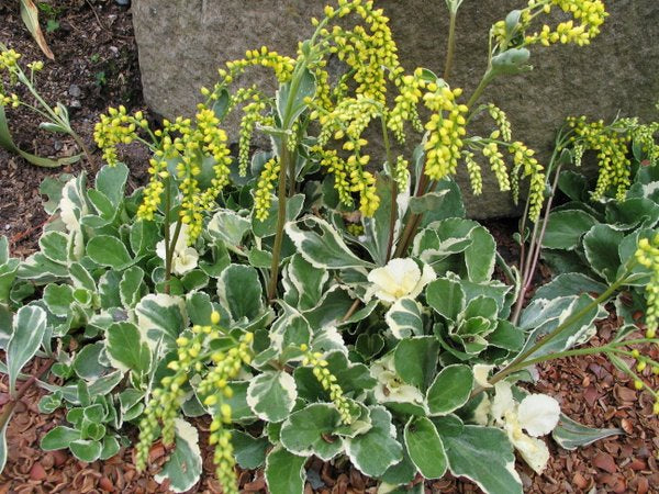 A clump of variegated leaves and yellow flower stalks of Umbilicus oppositifolium 'Jim's Pride'