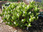 Chloranthus japonicus