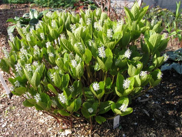 Chloranthus japonicus