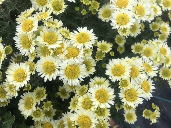 Chrysanthemum 'Snow Dome'