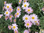 Chrysanthemum 'Sunrise Blush'