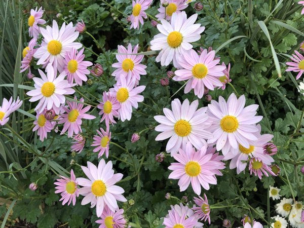 Chrysanthemum 'Sunrise Blush'