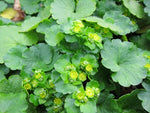 Chrysosplenium alternifolium