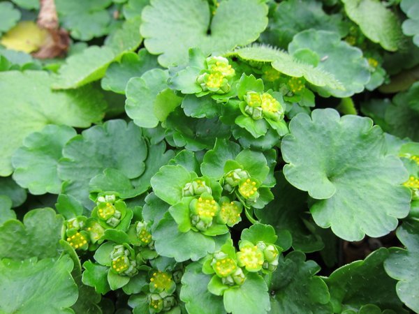 Chrysosplenium alternifolium