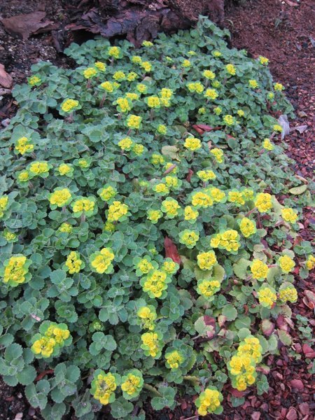 Chrysosplenium davidianum