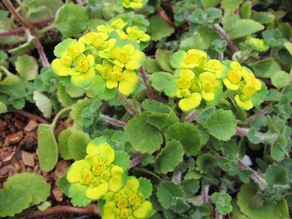 Chrysosplenium davidianum