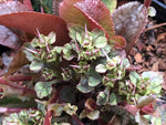 Chrysosplenium macrophyllum MD 15-25