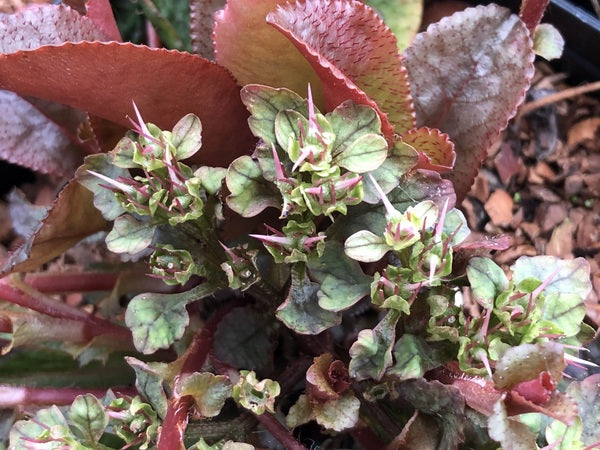 Chrysosplenium macrophyllum MD 15-25