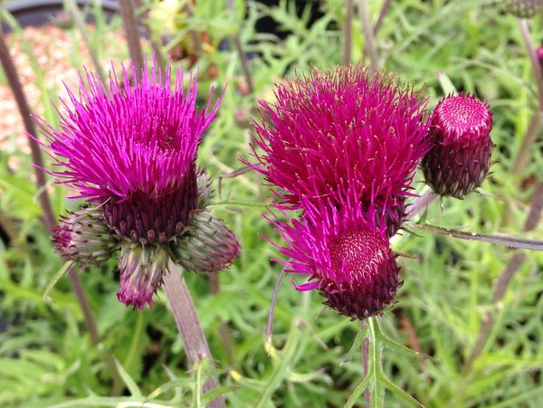 Cirsium rivulare 'Trevor's Blue'