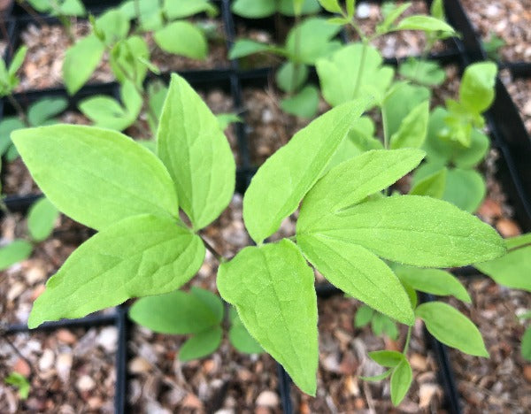 Closeup of new leaves on Clematis viorna
