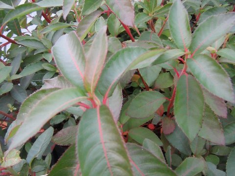 Clethra petelotii FMWJ 13405