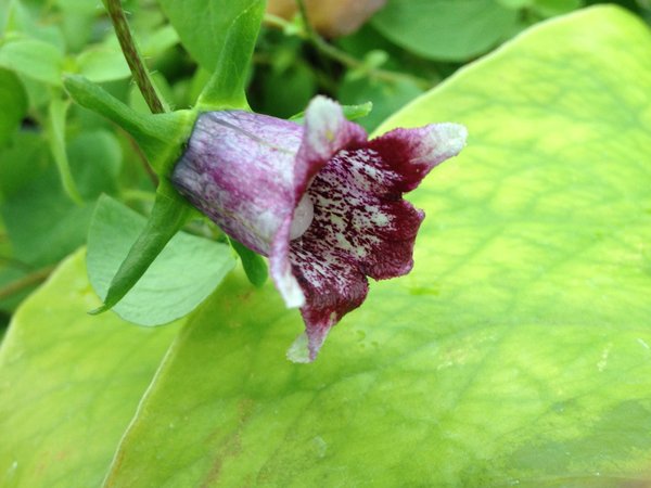 Codonopsis bhutanica