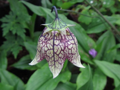 Codonopsis subscaposa