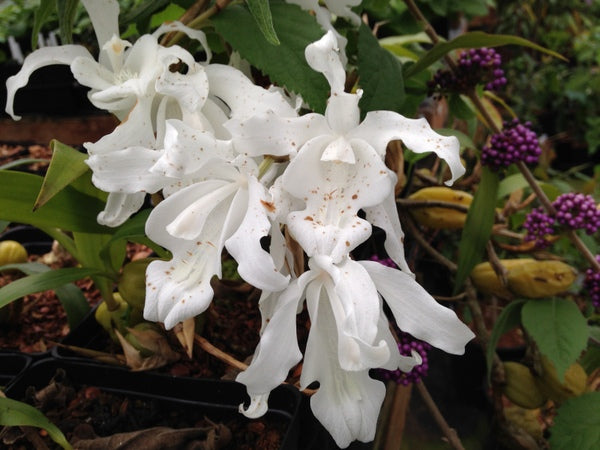 Coelogyne cristata