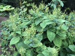 Collinsonia canadensis -Tuberous Form
