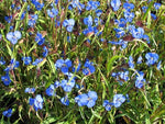 Commelina dianthifolia