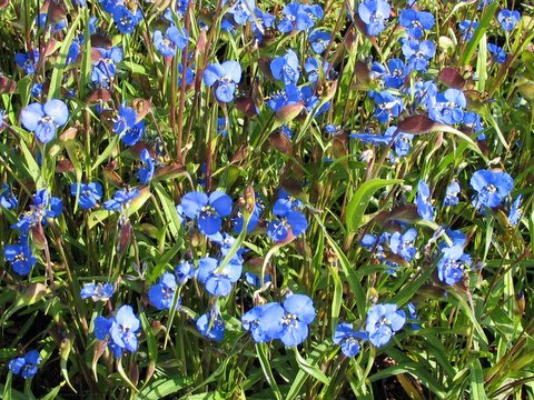 Commelina dianthifolia