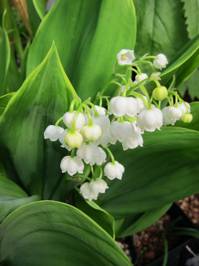 white lily cream Convallaria majalis 'Cream da Mint'