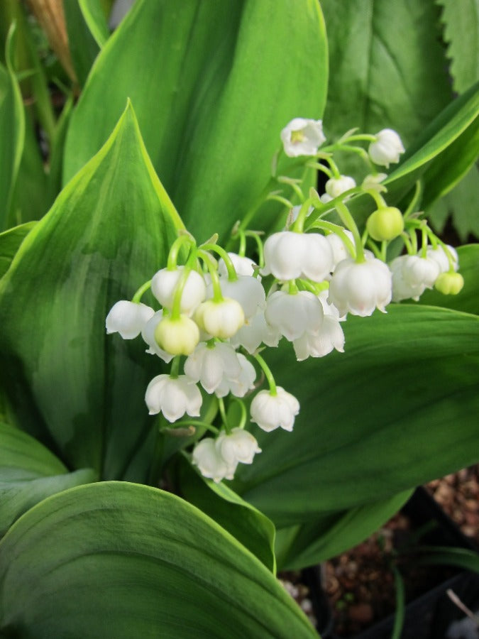 The broad leaves and dangling white flowers of Convallaria majalis 'Cream da Mint'