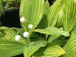 Convallaria majalis 'Potsdam Stripe'