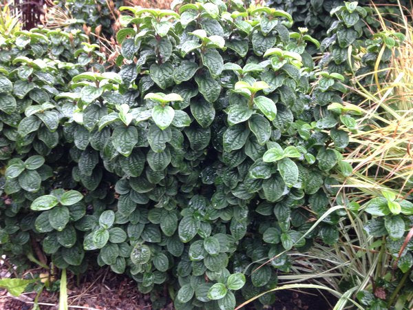 Cornus sanguinea 'Compressa'