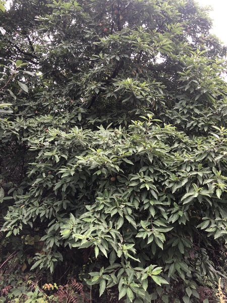 Cornus cf. capitata YuGu 050