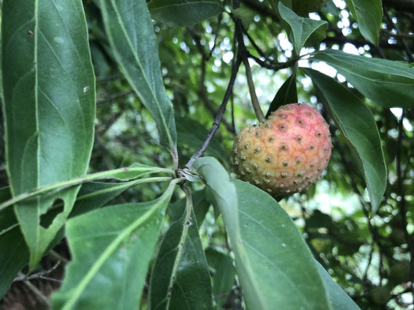 Cornus cf. capitata YuGu 050