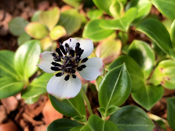 Cornus wardiana KR - Clone A