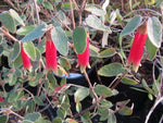 Correa 'Big Red'