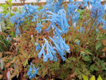 Corydalis 'Rainier Blue'