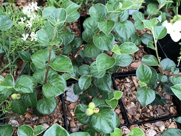Cotoneaster sp. ZHNP628