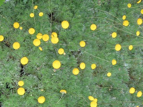 Cotula hispida (syn. lineariloba)