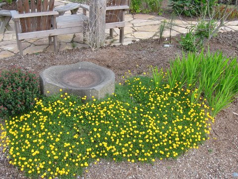 Cotula sp. 'Tiffindell Gold'