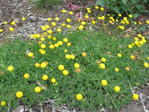 Cotula sp. 'Tiffindell Gold'