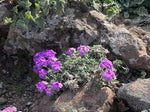 Androsace sarmentosa subsp. primuloides 'Conwy Gem' (Syn. A. studiosorum)