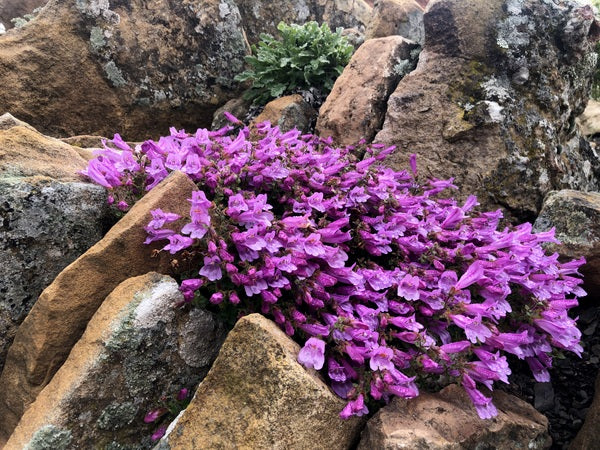 Penstemon 'Conwy Lilac'