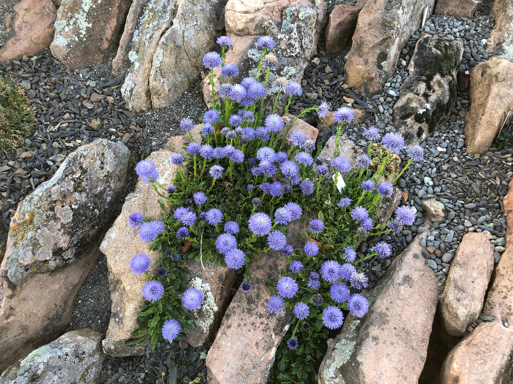 Globularia trichosantha DHTU0026