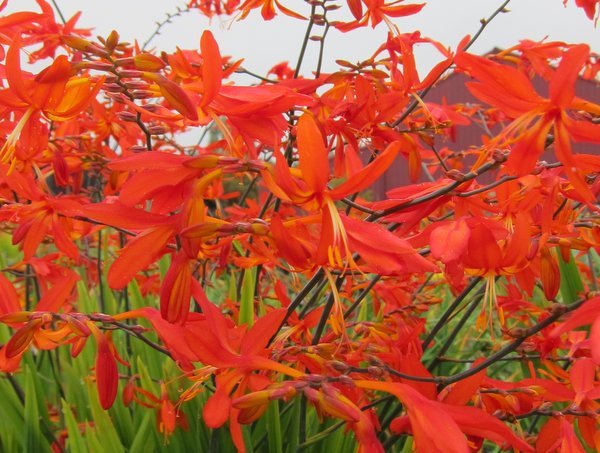 Crocosmia 'Castle Ward Late'